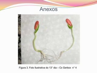 AnexosFigura 3. Foto Ilustrativa do 13° dia – Cx Gerbox  n° 4 