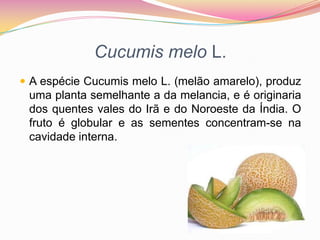 Cucumis melo L.A espécie Cucumis melo L. (melão amarelo), produz uma planta semelhante a da melancia, e é originaria dos quentes vales do Irã e do Noroeste da Índia. O fruto é globular e as sementes concentram-se na cavidade interna. 