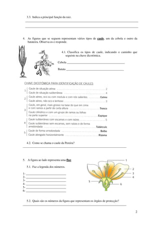 2
3.3. Indica a principal função da raiz.
______________________________________________________________________
______________________________________________________________________
4. As figuras que se seguem representam vários tipos de caule, um da cebola e outro da
batateira. Observa-os e responde.
4.1. Classifica os tipos de caule, indicando o caminho que
seguiste na chave dicotómica.
Cebola _______________________________________
Batata _______________________________________
4.2. Como se chama o caule da Pereira?
______________________________________________________________________
5. A figura ao lado representa uma flor.
5.1. Faz a legenda dos números.
1- ___________________________
2- ___________________________
3- ___________________________
4- ___________________________
5- ___________________________
6- ___________________________
5.2. Quais são os números da figura que representam os órgãos de protecção?
______________________________________________________________________
 