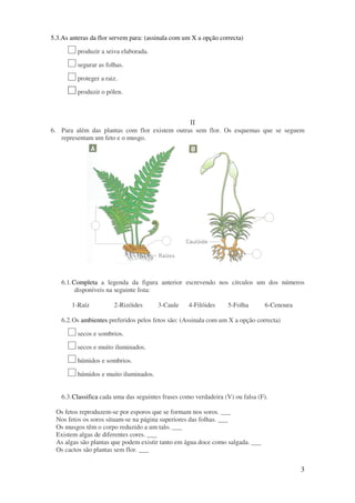 3
5.3.As anteras da flor servem para: (assinala com um X a opção correcta)
produzir a seiva elaborada.
segurar as folhas.
proteger a raiz.
produzir o pólen.
II
6. Para além das plantas com flor existem outras sem flor. Os esquemas que se seguem
representam um feto e o musgo.
6.1.Completa a legenda da figura anterior escrevendo nos círculos um dos números
disponíveis na seguinte lista:
1-Raíz 2-Rizóides 3-Caule 4-Filóides 5-Folha 6-Cenoura
6.2.Os ambientes preferidos pelos fetos são: (Assinala com um X a opção correcta)
secos e sombrios.
secos e muito iluminados.
húmidos e sombrios.
húmidos e muito iluminados.
6.3.Classifica cada uma das seguintes frases como verdadeira (V) ou falsa (F).
Os fetos reproduzem-se por esporos que se formam nos soros. ___
Nos fetos os soros situam-se na página superiores das folhas. ___
Os musgos têm o corpo reduzido a um talo. ___
Existem algas de diferentes cores. ___
As algas são plantas que podem existir tanto em água doce como salgada. ___
Os cactos são plantas sem flor. ___
 