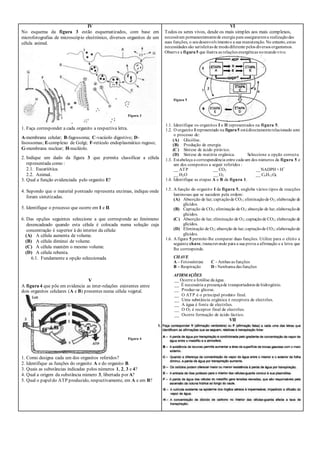 IV
No esquema da figura 3 estão esquematizados, com base em
microfotografias de microscópio electrónico, diversos organitos de um
célula animal.
1. Faça corresponder a cada organito a respectiva letra.
A-membrana celular; B-fagossoma; C-vacúolo digestivo; D-
lisossomas; E-complexo de Golgi; F-retículo endoplasmático rugoso;
G-membrana nuclear; H-nucléolo.
2. Indique um dado da figura 3 que permita classificar a célula
representada como :
2.1. Eucariótica.
2.2. Animal.
3. Qual a função evidenciada pelo organito E?
4. Supondo que o material ponteado representa enzimas, indique onde
foram sintetizadas.
5. Identifique o processo que ocorre em I e II.
6. Das opções seguintes seleccione a que corresponde ao fenómeno
desencadeado quando esta célula é colocada numa solução cuja
concentração é superior à do interior da célula:
(A) A célula aumenta de volume.
(B) A célula diminui de volume.
(C) A célula mantém o mesmo volume.
(D) A célula rebenta.
6.1. Fundamente a opção seleccionada
V
A figura 4 que põe em evidencia as inter-relações existentes entre
dois organitos celulares (A e B) presentes numa célula vegetal.
1. Como designa cada um dos organitos referidos?
2. Identifique as funções do organito A e do organito B.
3. Quais as substâncias indicadas pelos números 1, 2, 3 e 4?
4. Qual a origem da substância número 3, libertada por A?
5. Qual o papeldo ATP produzido, respectivamente, em A e em B?
VI
Todos os seres vivos, desde os mais simples aos mais complexos,
necessitam permanentementede energia para assegurarema realizaçãodas
suas funções, o seudesenvolvimentoe a sua manutenção. No entanto,estas
necessidades são satisfeitas de mododiferente pelos diversos organismos.
Observe a figura5 que ilustra as relações energéticas nomundovivo.
1.1. Identifique os organitos I e II representados na figura 5.
1.2. O organito I representado na figura5 estádirectamenterelacionado com
o processo de:
(A) Glicólise.
(B) Produção de energia.
(C) Síntese de ácido pirúvico.
(D) Síntese de matéria orgânica. Seleccione a opção correcta
1.3. Estabeleça a correspondência entre cada um dos números da figura 5 e
um dos compostos a seguir referidos :
__ ATP __ CO2 __NADPH + H+
__ H2O __ O2 __ C6H12O6
1.4. Identifique as etapas A e B da figura 1.
1.5. A função do organito I da figura 5, engloba vários tipos de reacções
luminosas que se sucedem pela ordem:
(A) Absorção de luz; captaçãode CO2; eliminaçãode O2; elaboração de
glícidos.
(B) Captação de CO2; eliminação de O2; absorção de luz; elaboraçãode
glícidos.
(C) Absorção de luz; eliminação de O2; captaçãode CO2; elaboração de
glícidos.
(D) Eliminação de O2; absorção de luz; captaçãode CO2; elaboraçãode
glícidos.
1.6. A figura 5 permite-lhe comparar duas funções. Utilize para o efeito a
seguinte chave, transcrevendo para a sua prova a afirmação e a letra que
lhe corresponde.
CHAVE
A – Fotossíntese C - Ambas as funções
B – Respiração D - Nenhuma das funções
AFIRMAÇÕES
__ Ocorre a fotólise da água.
__ É necessária a presençade transportadores de hidrogénio.
__ Produz-se glicose.
__ O ATP é o principal produto final.
__ Uma substância orgânica é receptora de electrões.
__ A água é fonte de electrões.
__ O O2 é receptor final de electrões.
__ Ocorre formação de ácido láctico.
VII
Figura 3
Figura 4
Figura 5
 