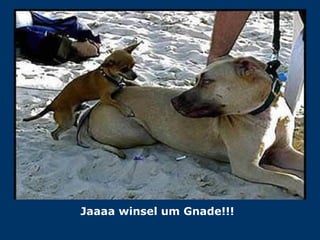 Jaaaa winsel um Gnade!!! 