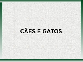CÃES E GATOS 