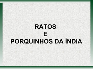 RATOS  E  PORQUINHOS DA ÍNDIA 