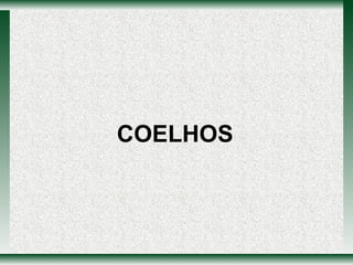 COELHOS 