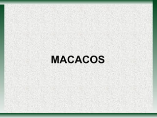 MACACOS 