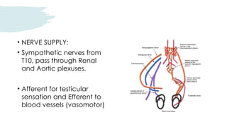Testes Innervation Comprehensive Overview of Testis Anatomy and Torsion Testis Management ...