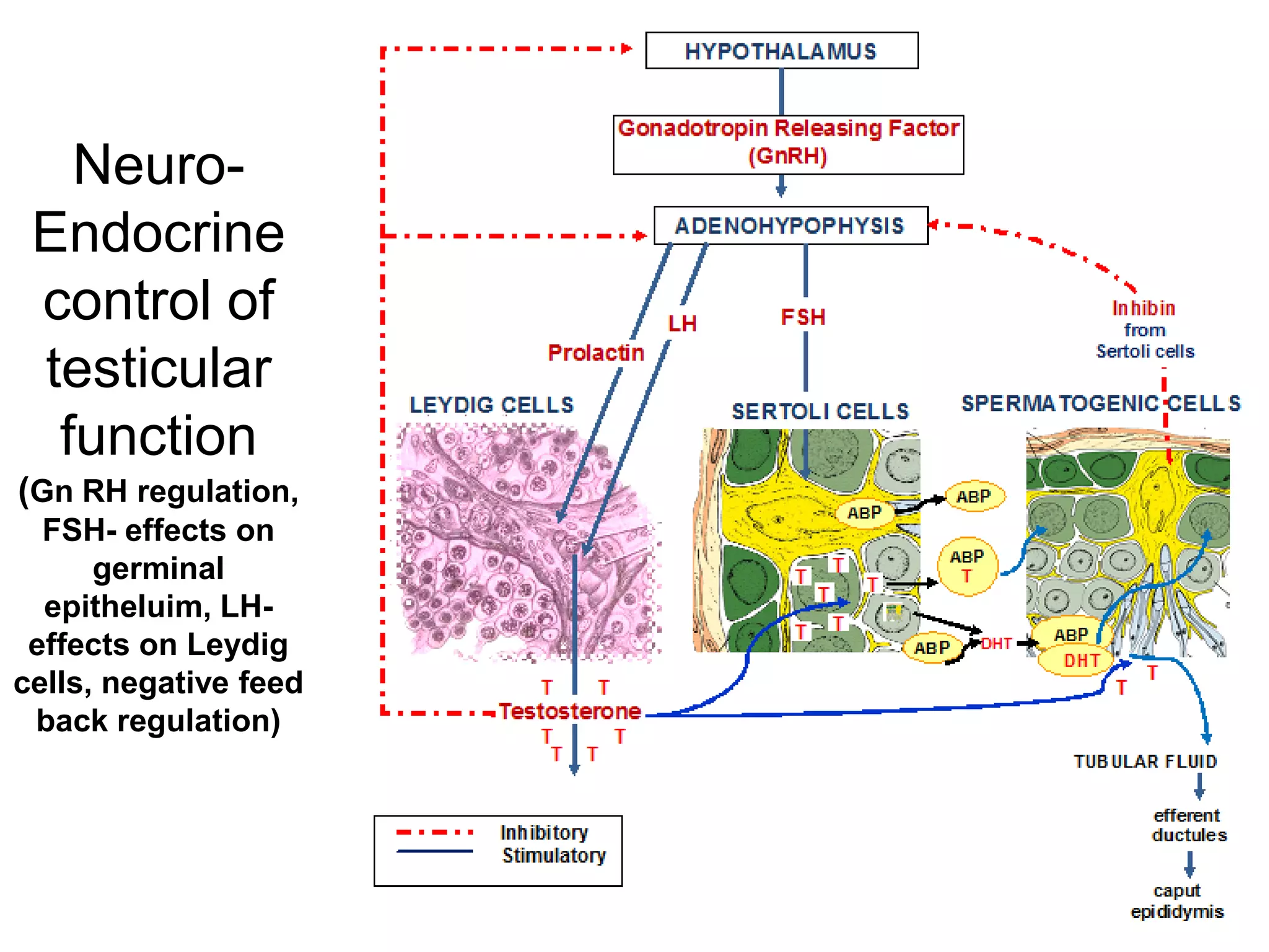 Testes: structure & endocrine function | PDF