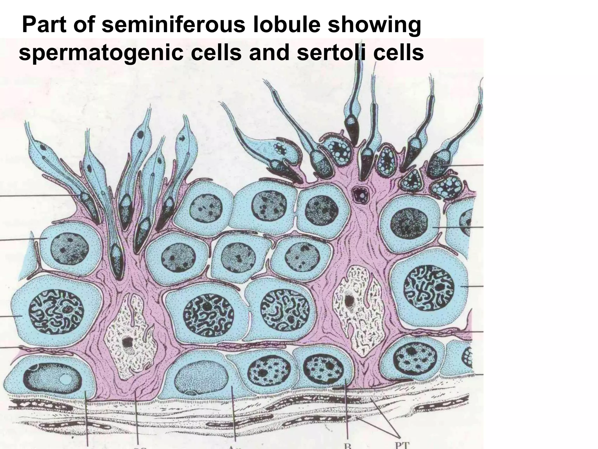Testes: structure & endocrine function | PDF