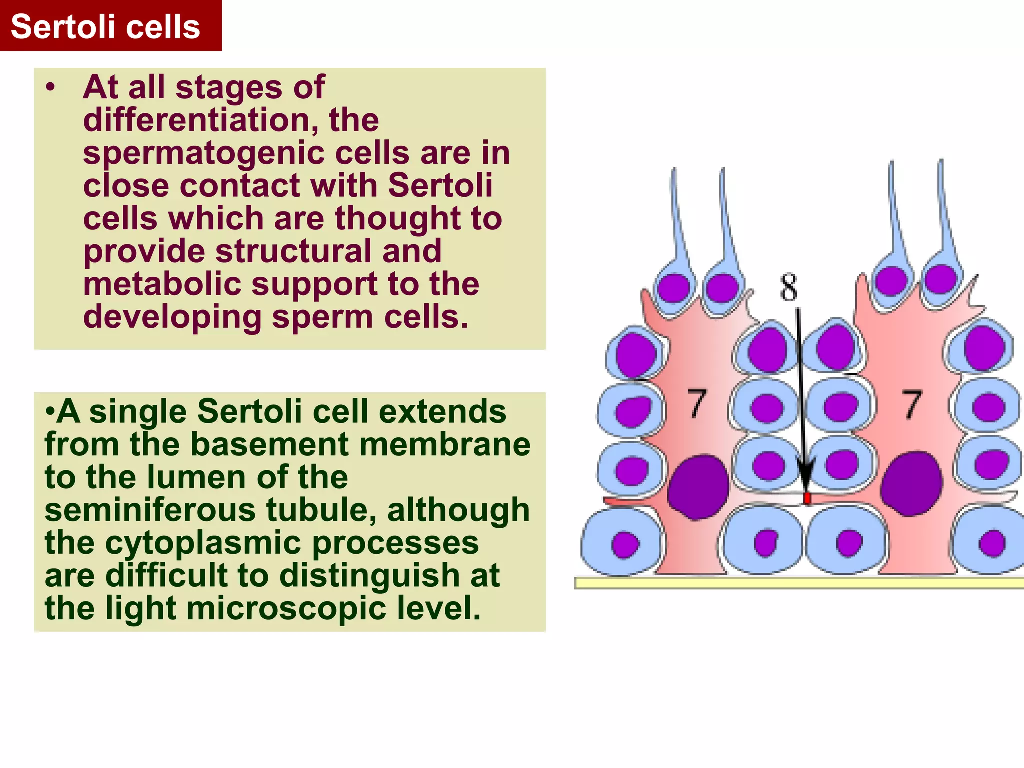 Testes: structure & endocrine function | PDF