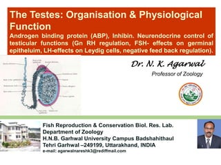Fish Reproduction & Conservation Biol. Res. Lab.
Department of Zoology
H.N.B. Garhwal University Campus Badshahithaul
Tehri Garhwal –249199, Uttarakhand, INDIA
e-mail: agarwalnareshk3@rediffmail.com
Dr. N. K. Agarwal
Professor of Zoology
The Testes: Organisation & Physiological
Function
Androgen binding protein (ABP), Inhibin. Neurendocrine control of
testicular functions (Gn RH regulation, FSH- effects on germinal
epitheluim, LH-effects on Leydig cells, negative feed back regulation).
 