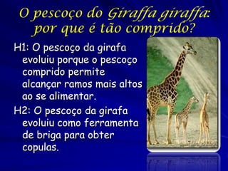 O pescoço do Giraffa giraffa:
por que é tão comprido?
H1: O pescoço da girafa
evoluiu porque o pescoço
comprido permite
alcançar ramos mais altos
ao se alimentar.
H2: O pescoço da girafa
evoluiu como ferramenta
de briga para obter
copulas.

 