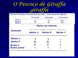 O Pescoço de Giraffa

giraffa

Tentativos dos machos da aceitação sexual das fêmeas; Parque Nacional de Tangerinne
Com sucesso

Sem sucesso

% icm sucesso

Machos A
Machos B
Machos C

Machos que deslocam
Deslocados

Machos A
Machos B
Machos C
Machos juvenis

Machos A

Machos B

Machos C

 