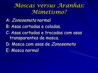 Moscas versus Aranhas:
Mimetismo?
A: Zonosemata normal
B: Asas cortadas e coladas.
C: Asas cortadas e trocadas com asas
transparentes de mosca.
D: Mosca com asas de Zonosemata
E: Mosca normal

 