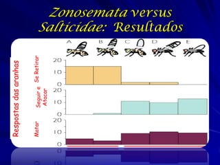 Matar

Seguir e Se Retirar
Atacar

Respostas das aranhas

Zonosemata versus
Salticidae: Resultados

 
