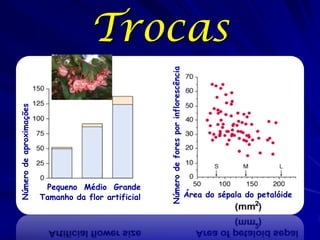 Pequeno Médio Grande
Tamanho da flor artificial

Número de fores por inflorescência

Número de aproximações

Trocas

Área do sépala do petalóide

 