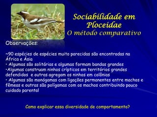 Sociabilidade em
Ploceidae

O método comparativo
Observações:
~90 espécies de espécies muito parecidas são encontradas na
África e Ásia
• Algumas são solitárias e algumas formam bandas grandes
•Algumas construam ninhos crípticos em territórios grandes
defendidos e outras agregam os ninhos em colônias
• Algumas são monógamas com ligações permanentes entre machos e
fêmeas e outras são polígamas com os machos contribuindo pouco
cuidado parental
Como explicar essa diversidade de comportamento?

 