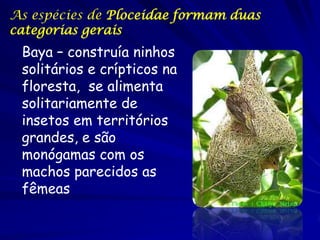 As espécies de Ploceidae formam duas
categorias gerais

Baya – construía ninhos
solitários e crípticos na
floresta, se alimenta
solitariamente de
insetos em territórios
grandes, e são
monógamas com os
machos parecidos as
fêmeas

 
