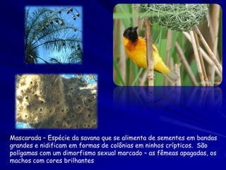 Mascarada – Espécie da savana que se alimenta de sementes em bandas
grandes e nidificam em formas de colônias em ninhos crípticos. São
polígamas com um dimorfismo sexual marcado – as fêmeas apagadas, os
machos com cores brilhantes

 