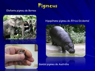 Pigmeus
Elefante pigmeu de Borneo

Hipopótamo pigmeu da África Ocidental

Gambá pigmeu de Austrália

 