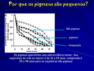 Por que os pigmeus são pequenos?
Sobrevivência:

Não pigmeus
pigmeus
chimpanzés
Idade (anos)

Os pigmeus aparentem uma sobrevivência menor. Sua
esperança de vida ao nascer é de 16 a 24 anos, comparada a
34 a 48 anos para os caçadores não pigmeus

 