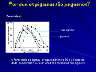 Por que os pigmeus são pequenos?
Fecundidade:

Não pigmeus
pigmeus

A fertilidade do pigmeu atinge o máximo a 20 a 24 anos de
idade, comparado a 30 a 34 anos nos caçadores não pigmeus

 
