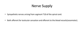 Nerve Supply 
• Sympathetic nerves arising from segment T10 of the spinal cord. 
• Both afferent for testicular sensation and efferent to the blood vessels(vasomotor). 
 