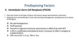 Predisposing Factors 
4. Intratubular Germ Cell Neoplasia (ITGCN) 
• Precursor lesion of all types of germ-cell tumors except spermatocytic seminoma 
• Originate from primordial germ cells early during embryogenesis, possibly due to an excess 
of estrogens. 
 No spermatogenesis 
 PLAP positive 
 Present in adjacent testicular parenchyma in 80% of pt with GCT 
 5-9% in unaffected contralateral testis; increases to 36% in atrophy or 
cryptorchidism 
 50% risk of GCT in 5 yrs, 70% in 7yrs 
 