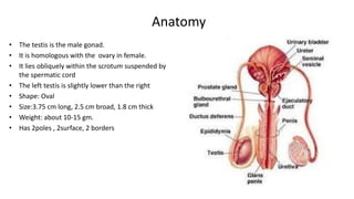 Anatomy 
• The testis is the male gonad. 
• It is homologous with the ovary in female. 
• It lies obliquely within the scrotum suspended by 
the spermatic cord 
• The left testis is slightly lower than the right 
• Shape: Oval 
• Size:3.75 cm long, 2.5 cm broad, 1.8 cm thick 
• Weight: about 10-15 gm. 
• Has 2poles , 2surface, 2 borders 
 
