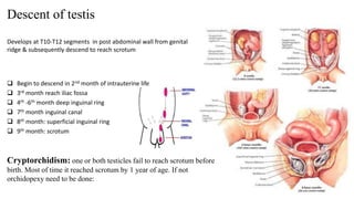 Descent of testis 
Develops at T10-T12 segments in post abdominal wall from genital 
ridge & subsequently descend to reach scrotum 
 Begin to descend in 2nd month of intrauterine life 
 3rd month reach iliac fossa 
 4th -6th month deep inguinal ring 
 7th month inguinal canal 
 8th month: superficial inguinal ring 
 9th month: scrotum 
Cryptorchidism: one or both testicles fail to reach scrotum before 
birth. Most of time it reached scrotum by 1 year of age. If not 
orchidopexy need to be done: 
 