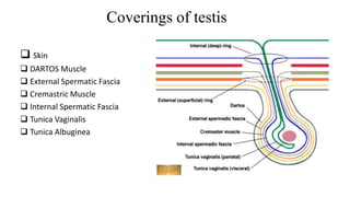 Coverings of testis 
 Skin 
 DARTOS Muscle 
 External Spermatic Fascia 
 Cremastric Muscle 
 Internal Spermatic Fascia 
 Tunica Vaginalis 
 Tunica Albuginea 
 