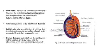 • Rete testis: network of tubules located in the 
hilum of the testicle(mediastinum testis) that 
carries sperm from the seminiferous 
tubules to the efferent ducts 
• Rete testis give rise to 12-30 efferent ductules 
• Epididymis: tube about 20 feet (6 m) long that 
is coiled on the posterior surface of each testis 
connect efferent duct to vas deferens 
• Ductus deferens :extends from the epididymis 
in the scrotum on its own side into the 
abdominal cavity through the inguinal canal 
 