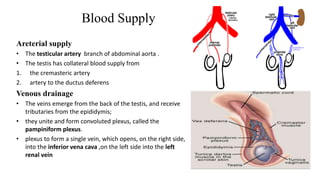 Blood Supply 
Areterial supply 
• The testicular artery branch of abdominal aorta . 
• The testis has collateral blood supply from 
1. the cremasteric artery 
2. artery to the ductus deferens 
Venous drainage 
• The veins emerge from the back of the testis, and receive 
tributaries from the epididymis; 
• they unite and form convoluted plexus, called the 
pampiniform plexus. 
• plexus to form a single vein, which opens, on the right side, 
into the inferior vena cava ,on the left side into the left 
renal vein 
 
