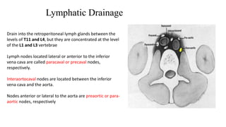 Lymphatic Drainage 
Drain into the retroperitoneal lymph glands between the 
levels of T11 and L4, but they are concentrated at the level 
of the L1 and L3 vertebrae 
Lymph nodes located lateral or anterior to the inferior 
vena cava are called paracaval or precaval nodes, 
respectively. 
Interaortocaval nodes are located between the inferior 
vena cava and the aorta. 
Nodes anterior or lateral to the aorta are preaortic or para-aortic 
nodes, respectively 
 
