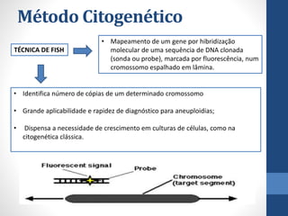 Método Citogenético
• Mapeamento de um gene por hibridização
molecular de uma sequência de DNA clonada
(sonda ou probe), marcada por fluorescência, num
cromossomo espalhado em lâmina.
TÉCNICA DE FISH
• Identifica número de cópias de um determinado cromossomo
• Grande aplicabilidade e rapidez de diagnóstico para aneuploidias;
• Dispensa a necessidade de crescimento em culturas de células, como na
citogenética clássica.
 