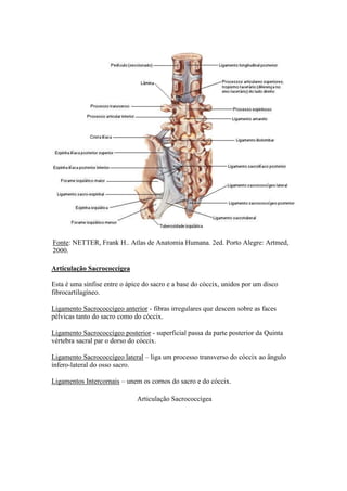 Fonte: NETTER, Frank H.. Atlas de Anatomia Humana. 2ed. Porto Alegre: Artmed,
2000.
Articulação Sacrococcígea
Esta é uma sínfise entre o ápice do sacro e a base do cóccix, unidos por um disco
fibrocartilagíneo.
Ligamento Sacrococcígeo anterior - fibras irregulares que descem sobre as faces
pélvicas tanto do sacro como do cóccix.
Ligamento Sacrococcígeo posterior - superficial passa da parte posterior da Quinta
vértebra sacral par o dorso do cóccix.
Ligamento Sacrococcígeo lateral – liga um processo transverso do cóccix ao ângulo
ínfero-lateral do osso sacro.
Ligamentos Intercornais – unem os cornos do sacro e do cóccix.
Articulação Sacrococcígea
 
