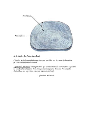 Articulações dos Arcos Vertebrais
Cápsulas Articulares - são finas e frouxas e inseridas nas facetas articulares dos
processos articulares adjacentes.
Ligamentos Amarelos - são ligamentos que unem as lâminas das vértebras adjacentes
no canal vertebral de áxis (C2) até o primeiro segmento do sacro. Possui certa
elasticidade que serve para preservar a postura vertical.
Ligamentos Amarelos
 