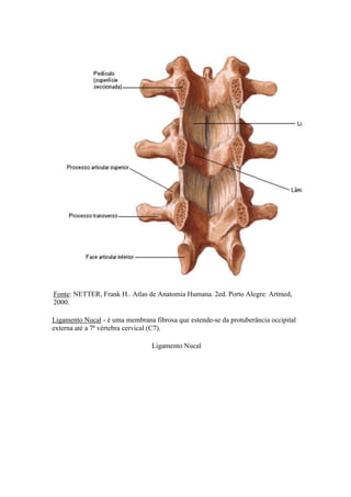 Fonte: NETTER, Frank H.. Atlas de Anatomia Humana. 2ed. Porto Alegre: Artmed,
2000.
Ligamento Nucal - é uma membrana fibrosa que estende-se da protuberância occipital
externa até a 7ª vértebra cervical (C7).
Ligamento Nucal
 