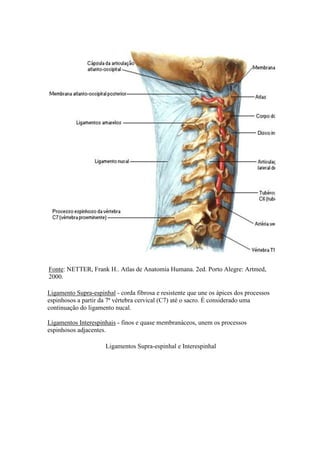 Fonte: NETTER, Frank H.. Atlas de Anatomia Humana. 2ed. Porto Alegre: Artmed,
2000.
Ligamento Supra-espinhal - corda fibrosa e resistente que une os ápices dos processos
espinhosos a partir da 7ª vértebra cervical (C7) até o sacro. É considerado uma
continuação do ligamento nucal.
Ligamentos Interespinhais - finos e quase membranáceos, unem os processos
espinhosos adjacentes.
Ligamentos Supra-espinhal e Interespinhal
 