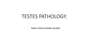 TESTES PATHOLOGY.
NIRAV HITESH KUMAR VALAND
 