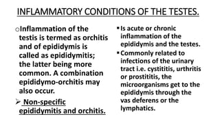 Testitis Testes pathology | PPTX