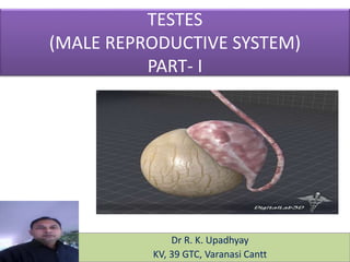TESTES
(MALE REPRODUCTIVE SYSTEM)
PART- I
Dr R. K. Upadhyay
KV, 39 GTC, Varanasi Cantt
 