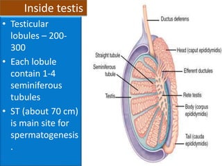 Inner Testes Human Testes | PPTX