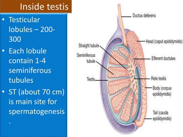 Human Testaceous Human Testes | PPT