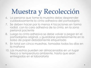 Muestra y Recolección
6. La persona que tome la muestra debe desprender
    cuidadosamente la cinta adhesiva del portaobjeto
7. Se deben hacer por lo menos 4 tocaciones en forma
    radial, con la cara adhesiva de la cinta, en la zona
    perianal paciente
8. Luego la cinta adhesiva se debe volver a pegar en el
    portaobjetos original, y guardarse posteriormente en la
    bolsa de papel debidamente etiquetada
9. En total son cinco muestras, tomadas todos los días en
    la mañana
10. Las muestras pueden ser almacenadas en un lugar
    fresco a temperatura ambiente, hasta que sean
    entregadas en el laboratorio
 