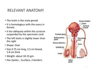 Management of Testicular Tumors | PPT
