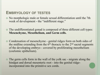 EMBRYOLOGY OF TESTES
 No morphologic male or female sexual differentiation until the 7th
week of development - the “indifferent stage.”
 The undifferentiated gonad is composed of three different cell types:
Mesenchyme, Mesothelium, and Germ cells.
 Condensation of mesenchyme - genital ridges form on both sides of
the midline extending from the 6th thoracic to the 2nd sacral segments
of the developing embryo - covered by proliferating mesothelium
(coelomic epithelium).
 The germ cells form in the wall of the yolk sac - migrate along the
hindgut and dorsal mesenteric root - into the genital ridge-
incorporated into the primitive sex cords.
 