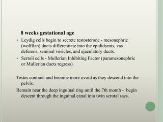 8 weeks gestational age
 Leydig cells begin to secrete testosterone - mesonephric
(wolffian) ducts differentiate into the epididymis, vas
deferens, seminal vesicles, and ejaculatory ducts.
 Sertoli cells - Mullerian Inhibiting Factor (paramesonephric
or Mullerian ducts regress).
Testes contract and become more ovoid as they descend into the
pelvis.
Remain near the deep inguinal ring until the 7th month - begin
descent through the inguinal canal into twin scrotal sacs.
 
