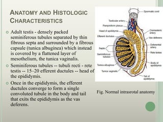ANATOMY AND HISTOLOGIC
CHARACTERISTICS
 Adult testis - densely packed
seminiferous tubules separated by thin
fibrous septa and surrounded by a fibrous
capsule (tunica albuginea) which instead
is covered by a flattened layer of
mesothelium, the tunica vaginalis.
 Seminiferous tubules -- tubuli recti - rete
testis -- 15–20 efferent ductules -- head of
the epididymis.
 Once in the epididymis, the efferent
ductules converge to form a single
convoluted tubule in the body and tail
that exits the epididymis as the vas
deferens.
Fig. Normal intrasrotal anatomy
 