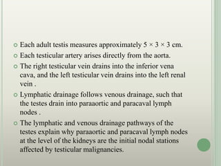 Each adult testis measures approximately 5 × 3 × 3 cm.
 Each testicular artery arises directly from the aorta.
 The right testicular vein drains into the inferior vena
cava, and the left testicular vein drains into the left renal
vein .
 Lymphatic drainage follows venous drainage, such that
the testes drain into paraaortic and paracaval lymph
nodes .
 The lymphatic and venous drainage pathways of the
testes explain why paraaortic and paracaval lymph nodes
at the level of the kidneys are the initial nodal stations
affected by testicular malignancies.
 
